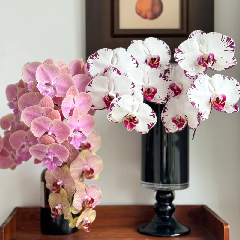 🌸 Orchid – Elegant, Exotic & Timeless Beauty! 🌿