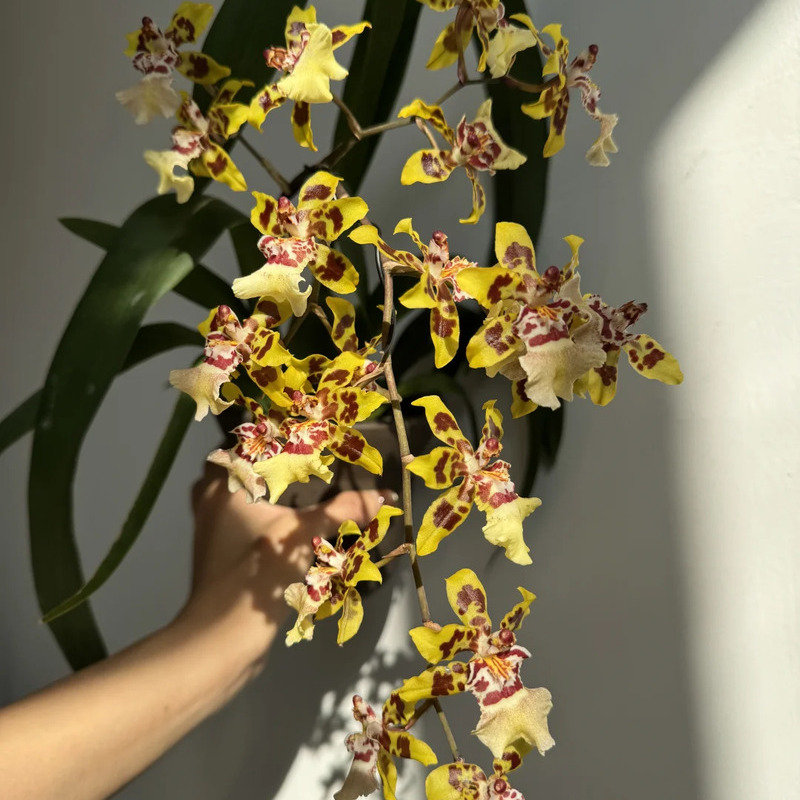 🦋Elegante und schöne Phalaenopsis-Samen