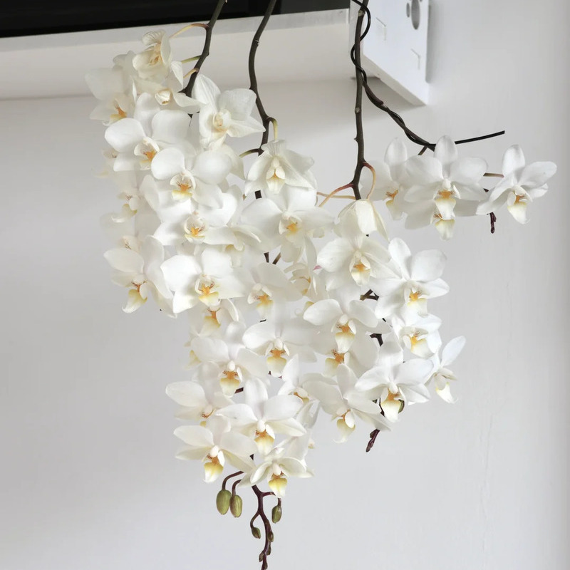 🌸 Orchid – Elegant, Exotic & Timeless Beauty! 🌿