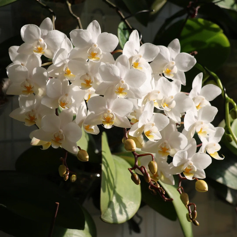 🦋Elegante und schöne Phalaenopsis-Samen