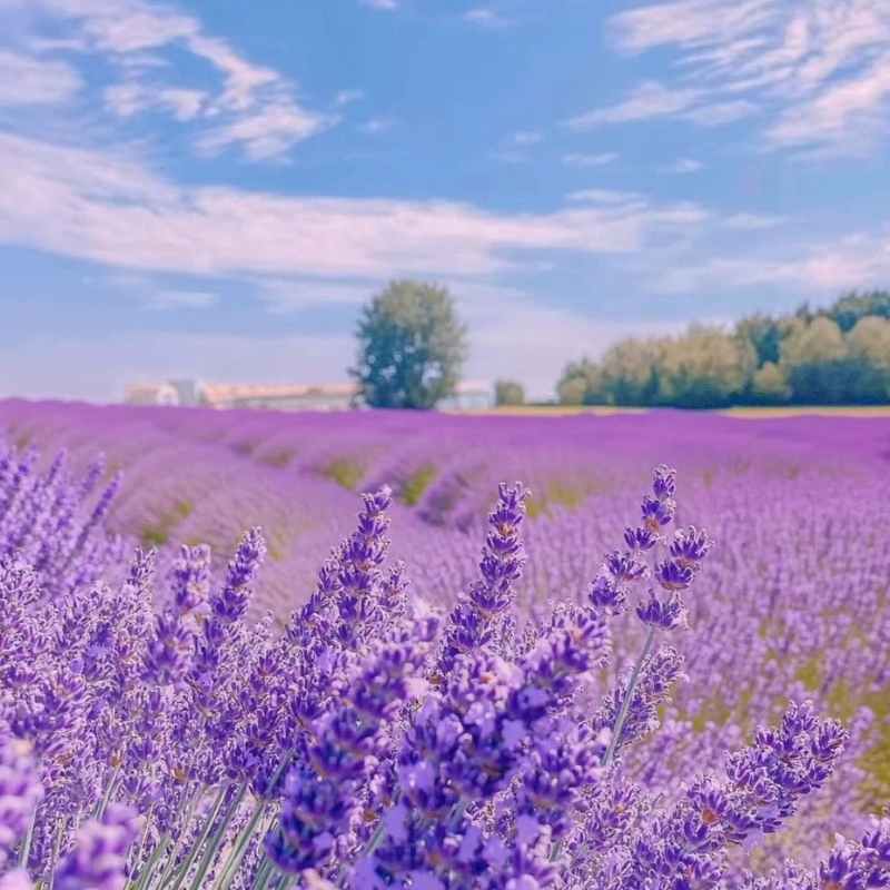 🪻Lavender Seeds🌱 - sleep aid and stress relief, handicraft health preservation