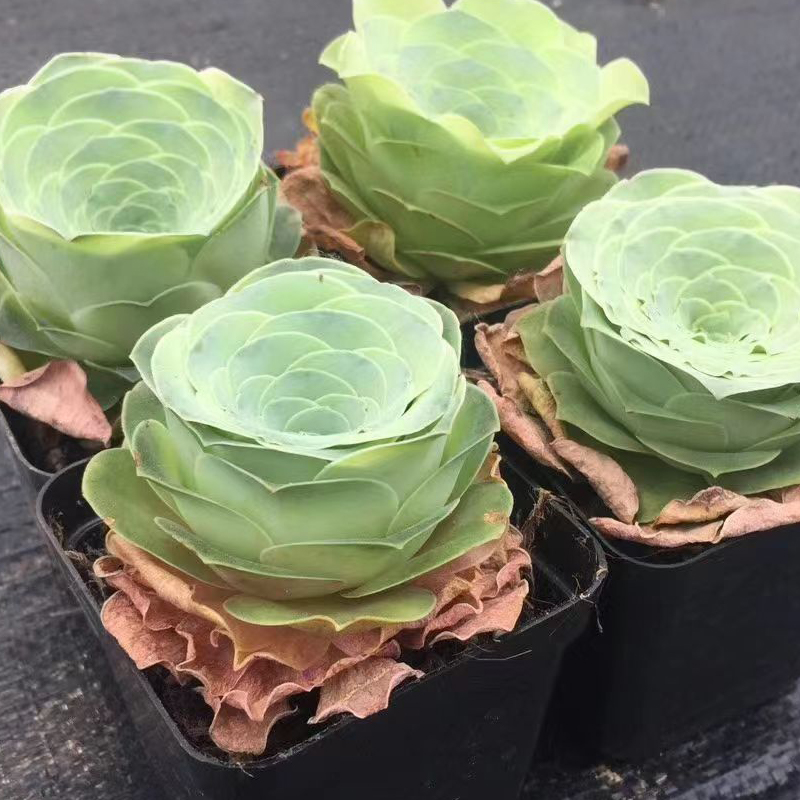 💥HOT SALE🌹Mountain Rose❗36%OFF