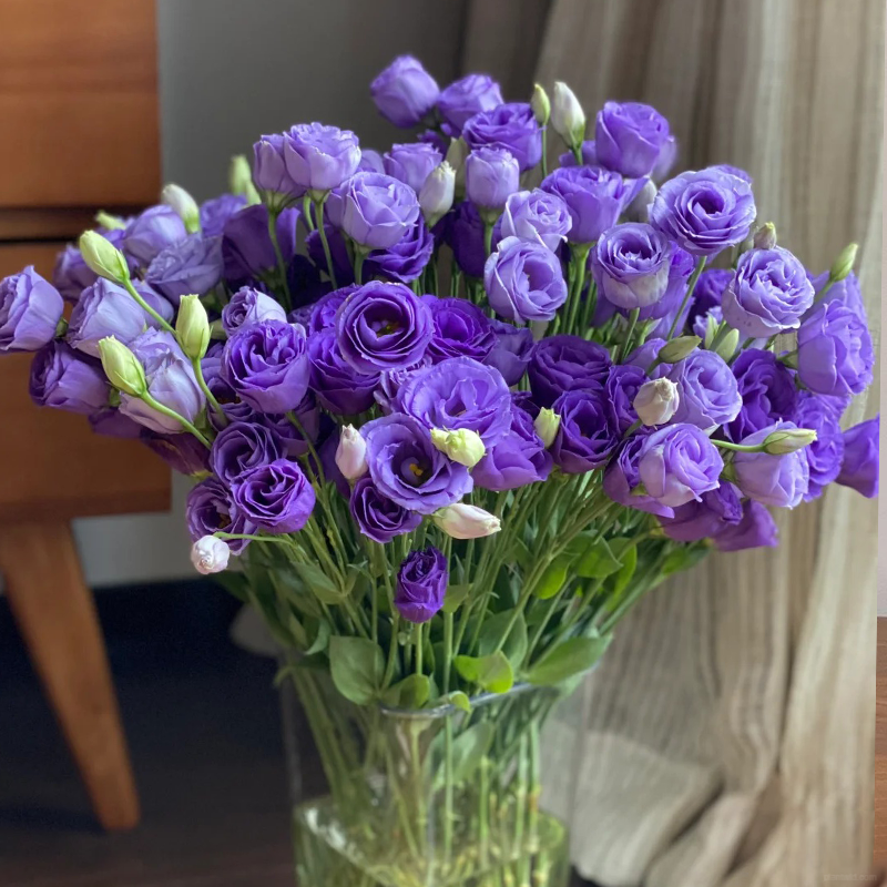 ❤️‍🔥Hot sale! 🌈Eternal Love : Lisianthus seeds🌷