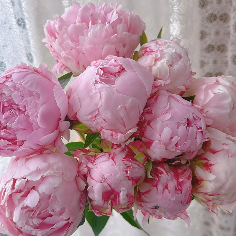 🌸Limited time offer🌸 Easy to plant peony seeds