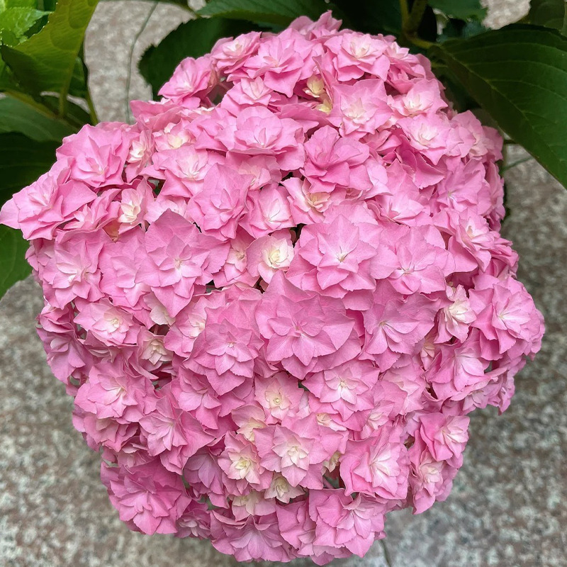 🌺Hydrangea seeds🌺