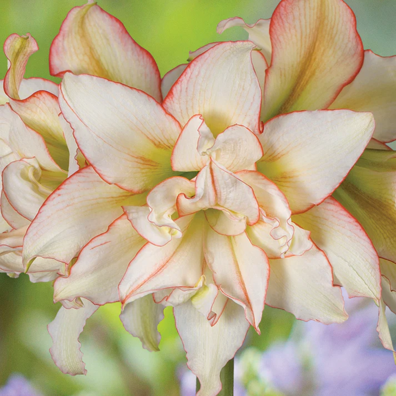 🌸 Timeless Beauty in Every Bloom – Hippeastrum Seeds: Easy to Grow, Perfect for Generations!