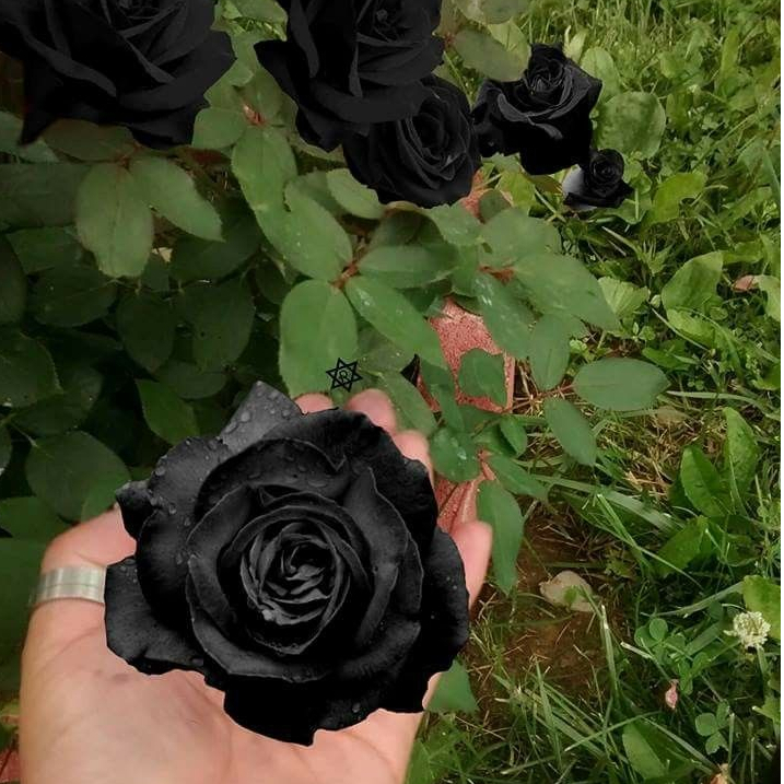 100 sements de flor rosa negra pra fazer mudas | Shopee Brasil