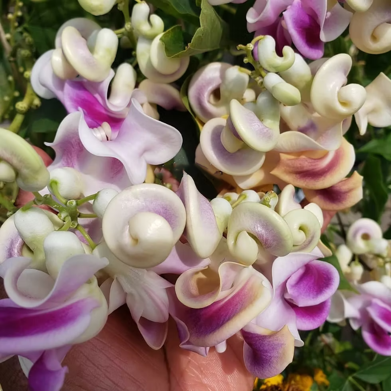 Serenity Snail Vine Seeds 🌸 – Night-Bloom Fragrance & Vintage Charm for Senior Balconies 🌿🌙