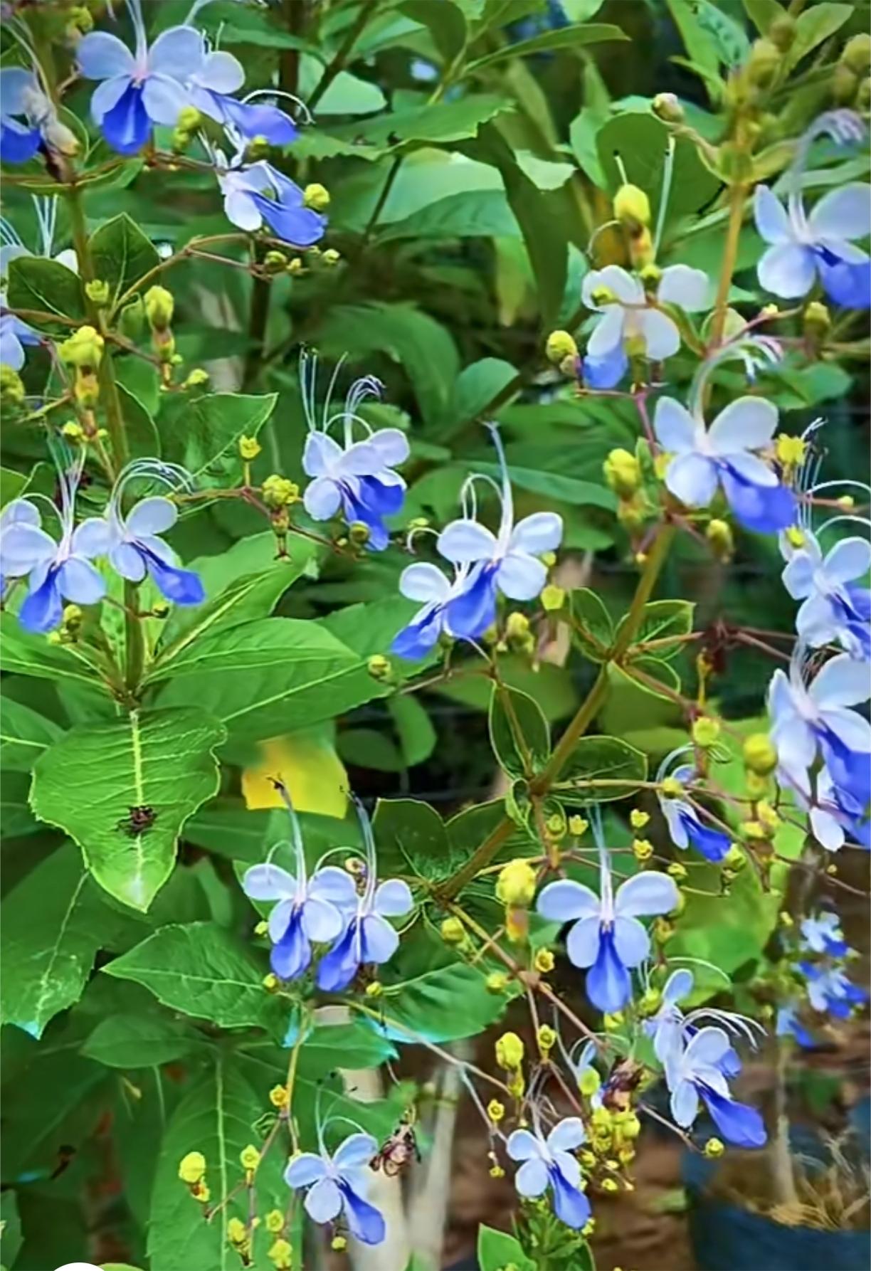 Blue Butterfly Flower 💙Easy