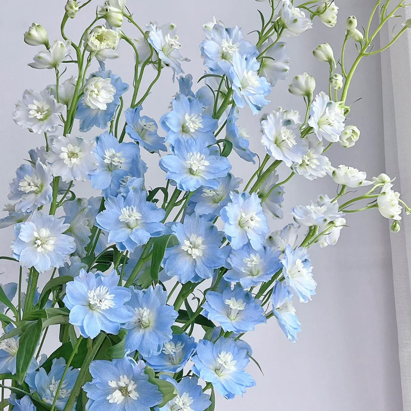 🌸 Elegant Blooms:💖Delphinium 🌸