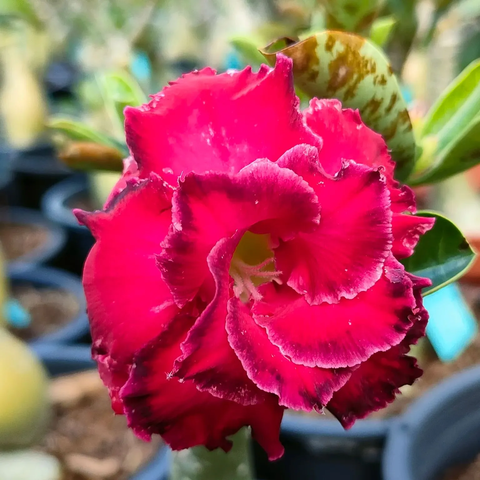 🌵🌹 Dive into Desert Beauty: Desert Rose Seeds for Your Tranquil Haven! 🏜️🌺