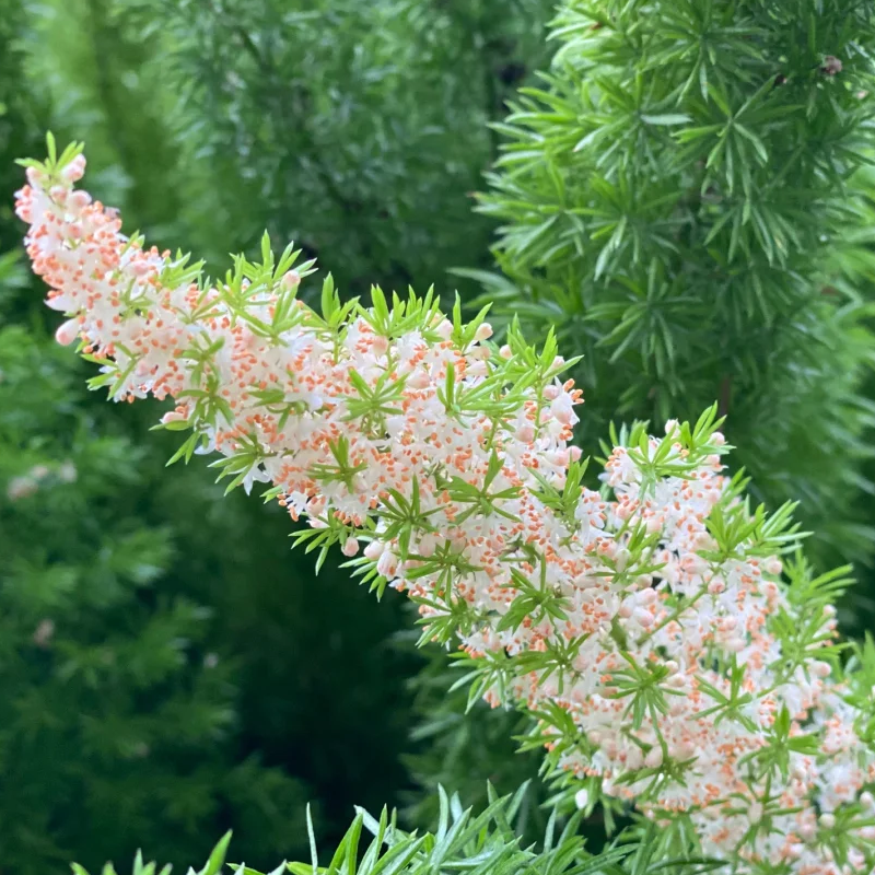 🪴Das ganze Jahr über immergrün🌿Fuchsschwanz-samen🍀Frisch und raffiniert