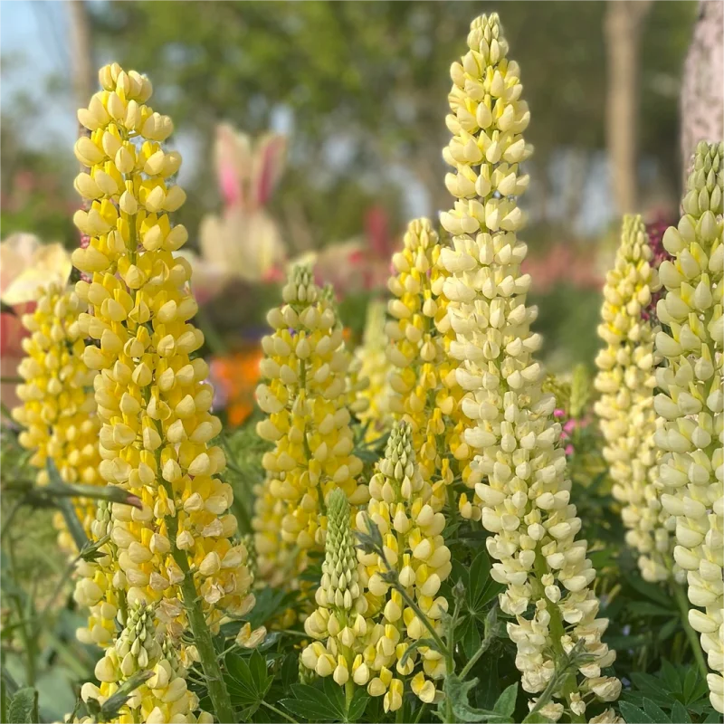 💞Mutterblume-Russell Lupin🎊💥Rabatte begrenzen