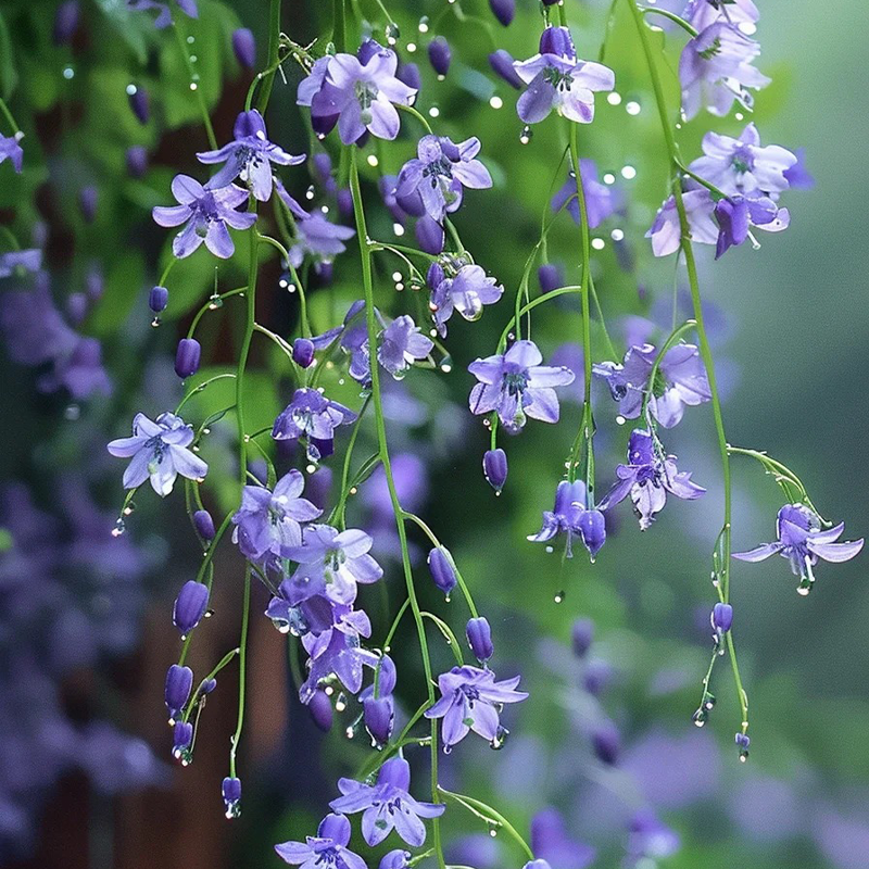 💖Purple Qi from the East brings longevity and happiness💐 Wisteria🪴