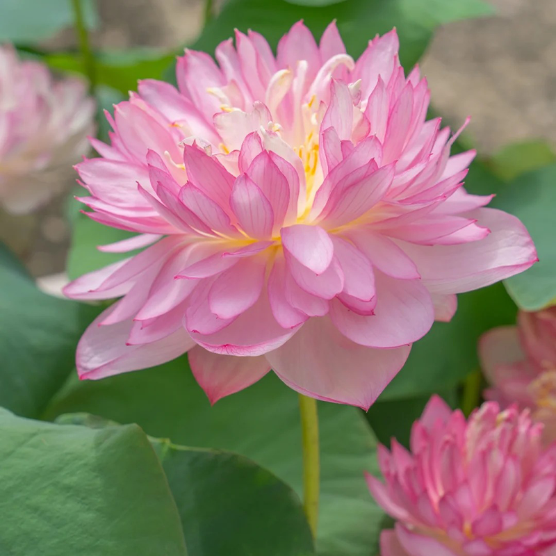🌸【7 Tage Keimung】Last-Day-Sale – 50 % Rabatt💐Heilige Bonsai-Schale Lotus