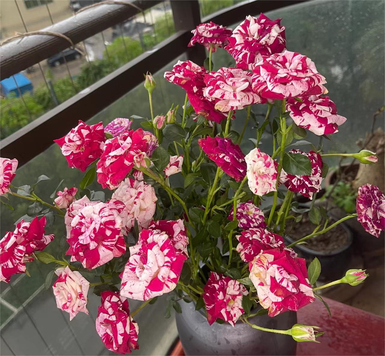 Rare Twin Rose - Love Bubble Rose