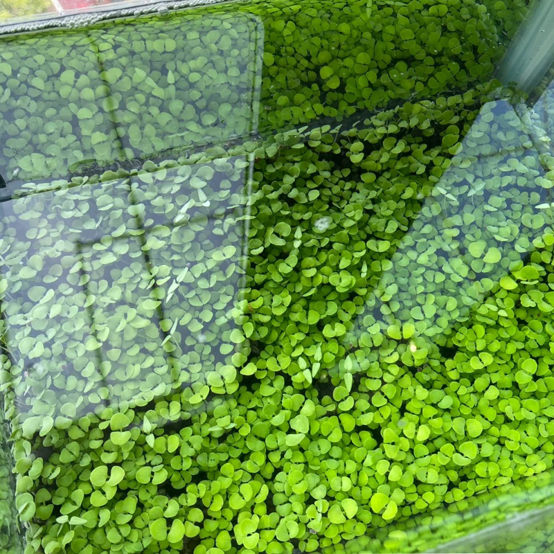 ✨Build your own freshwater world: water grass seeds🌿