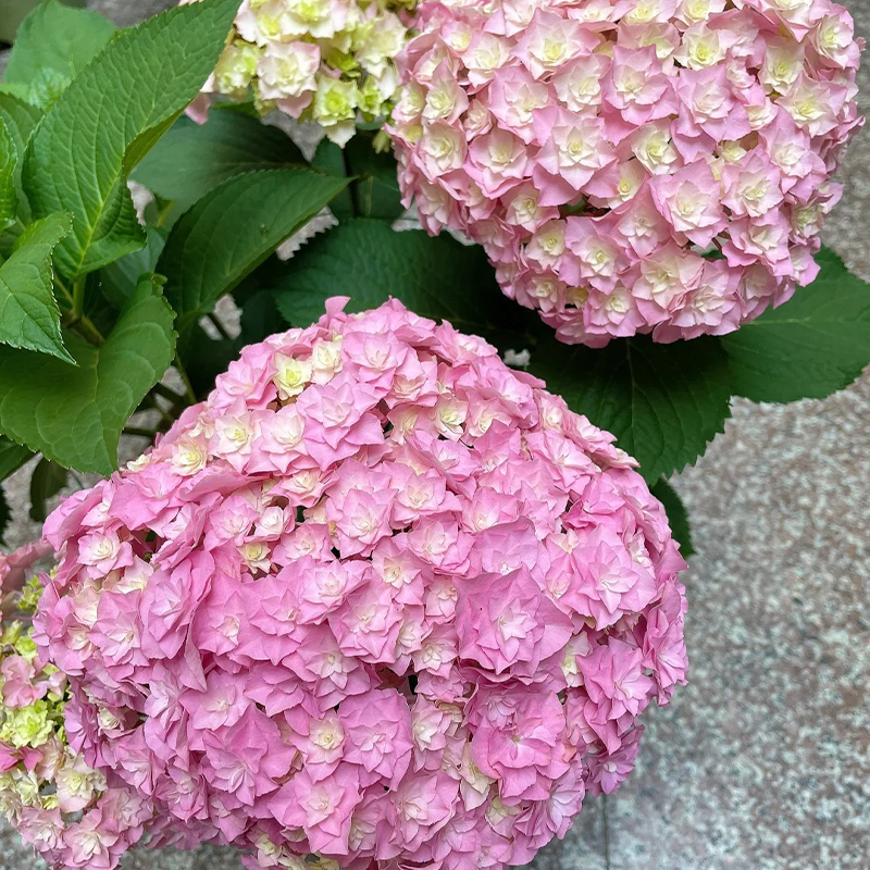 🌺Hydrangea seeds🌺