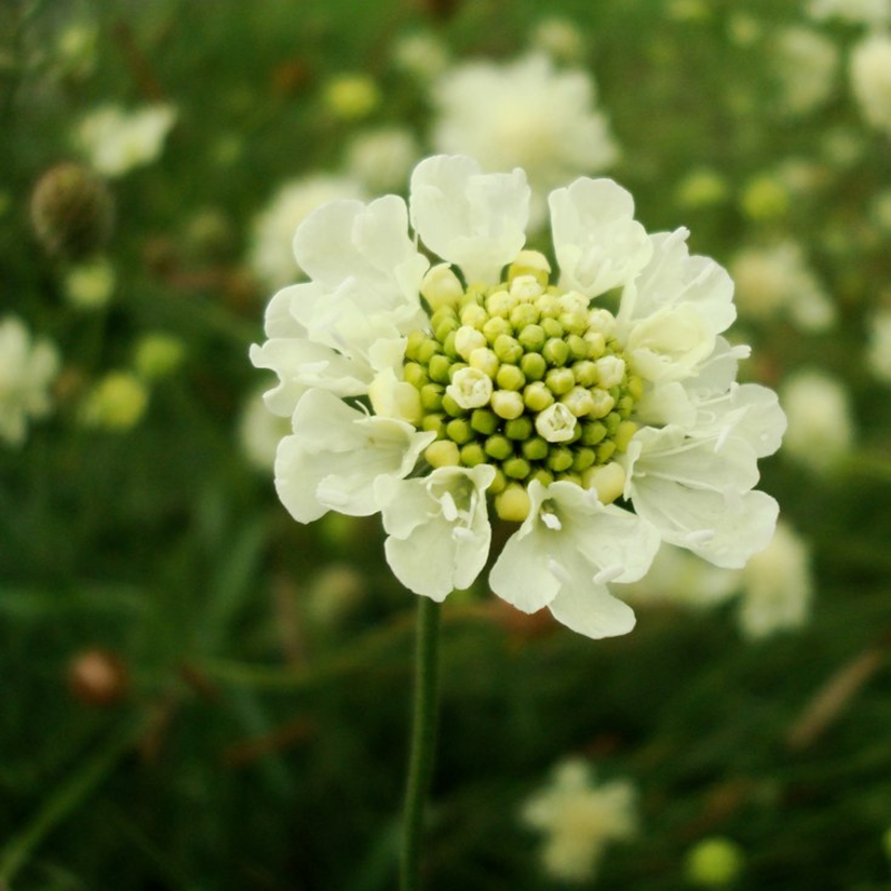 Cottage Garden Magic Begins with a Seed 🌷 | Plant Scabiosa Today