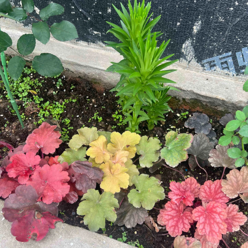 🌿🍁Heuchera Seeds– Elegant Color, All Year Long | Thrives in shade, softens any space | Brings quiet beauty to your garden. ✨