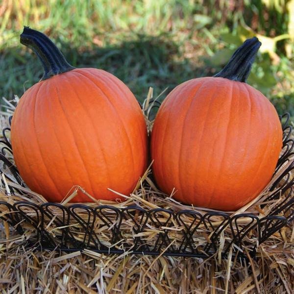 Pumpkin Bellatrix F1