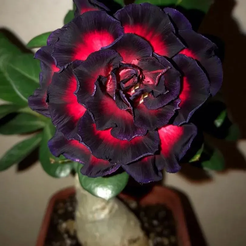 🌵🌹 Dive into Desert Beauty: Desert Rose Seeds for Your Tranquil Haven! 🏜️🌺