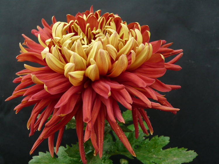 Golden-Backed Scarlet Chrysanthemum