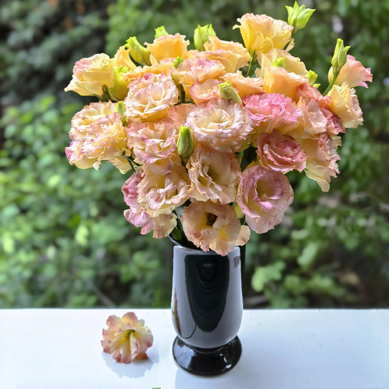 ❤️‍🔥Hot sale! 🌈Eternal Love : Lisianthus seeds🌷