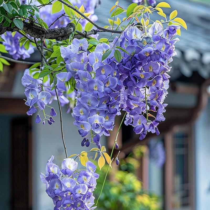 💖Purple Qi from the East brings longevity and happiness💐 Wisteria🪴