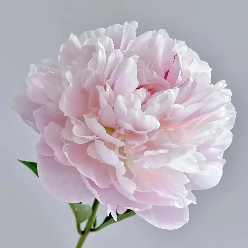 🌸Limited time offer🌸 Easy to plant peony seeds