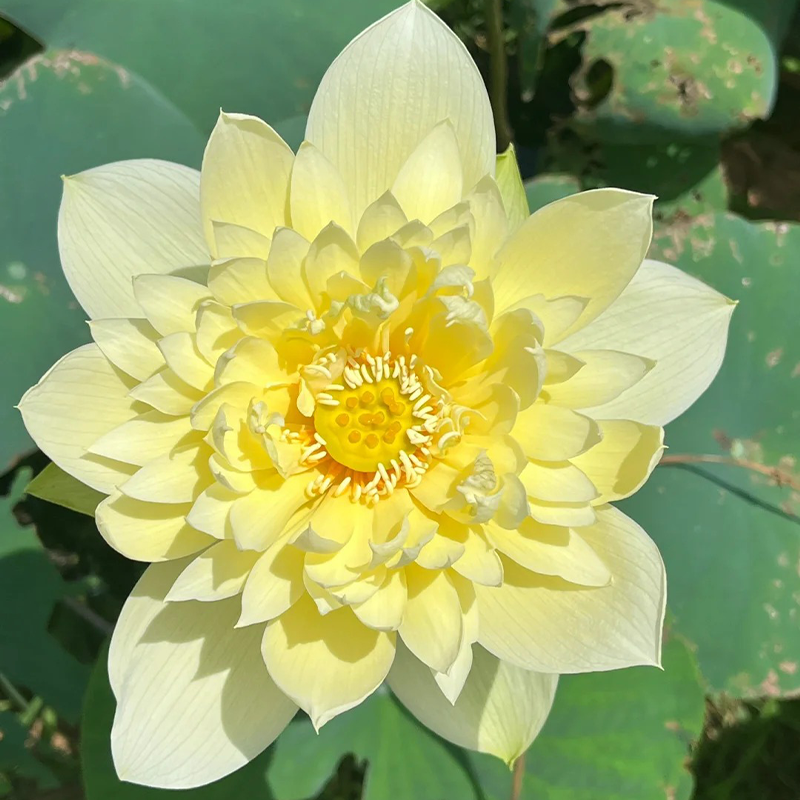 🌸【7 Tage Keimung】Last-Day-Sale – 50 % Rabatt💐Heilige Bonsai-Schale Lotus