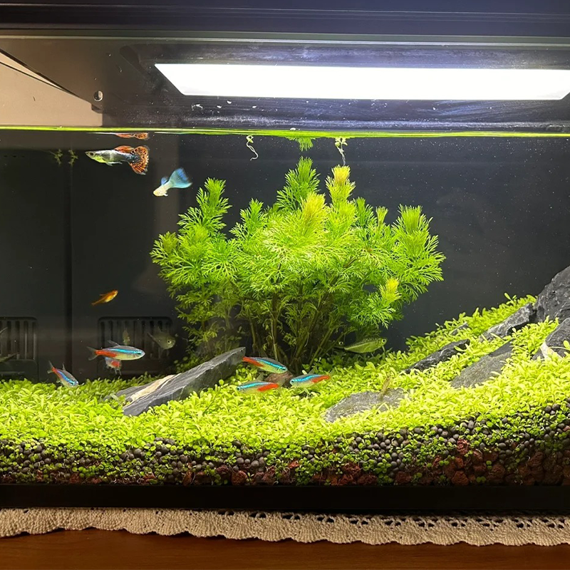 ✨Build your own freshwater world: water grass seeds🌿