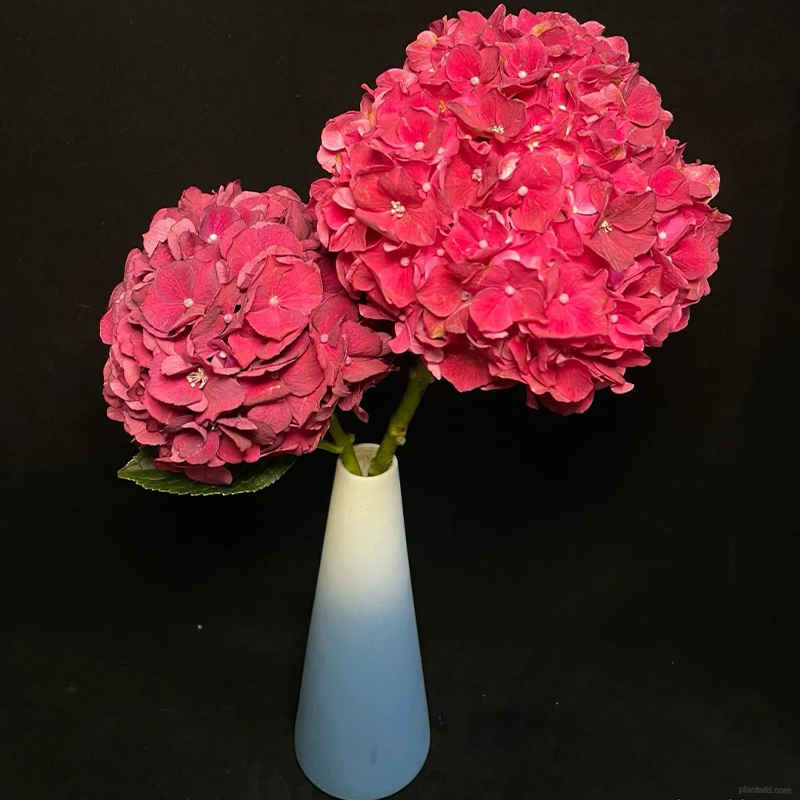 🌺Hydrangea seeds🌺