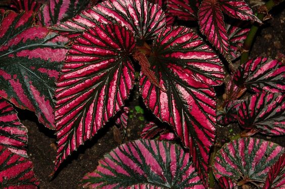 🍁🌿 Explore Nature's Beauty: Begonia grandis Product Overview and Planting Guide! 🌟🌱