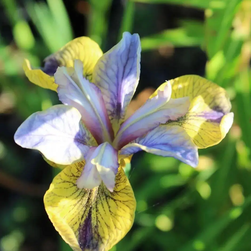 ⚜️Wild Iris Seeds – Nature’s Masterpiece for Your Garden! 🌿