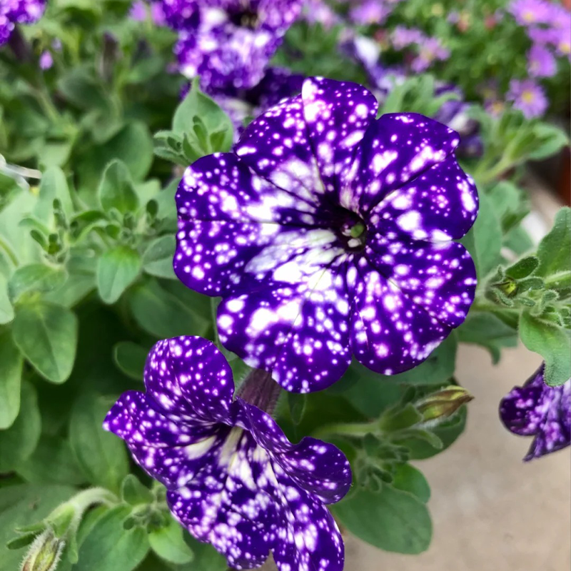 🌱Morning Glory Glacier Starry Sky 🔥Hot Sale