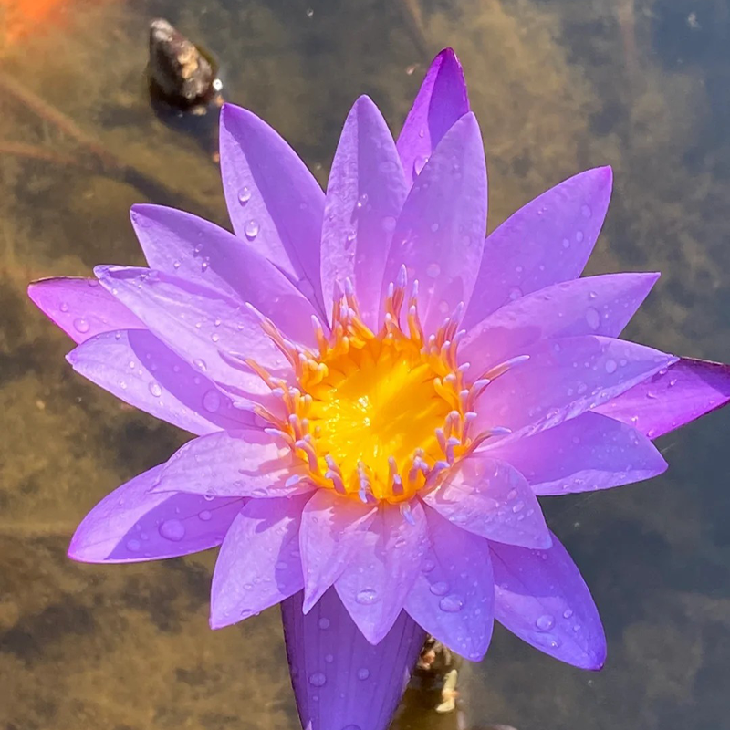 🌸【7 Tage Keimung】Last-Day-Sale – 50 % Rabatt💐Heilige Bonsai-Schale Lotus