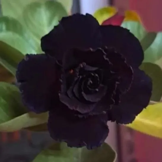 🌵🌹 Dive into Desert Beauty: Desert Rose Seeds for Your Tranquil Haven! 🏜️🌺