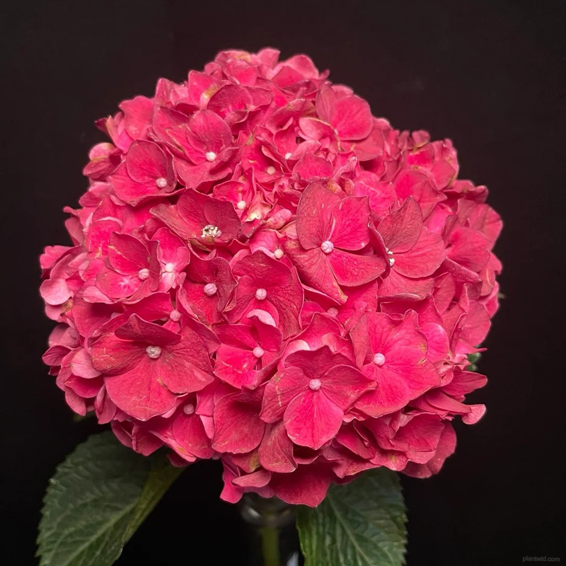 🌺Hydrangea seeds🌺