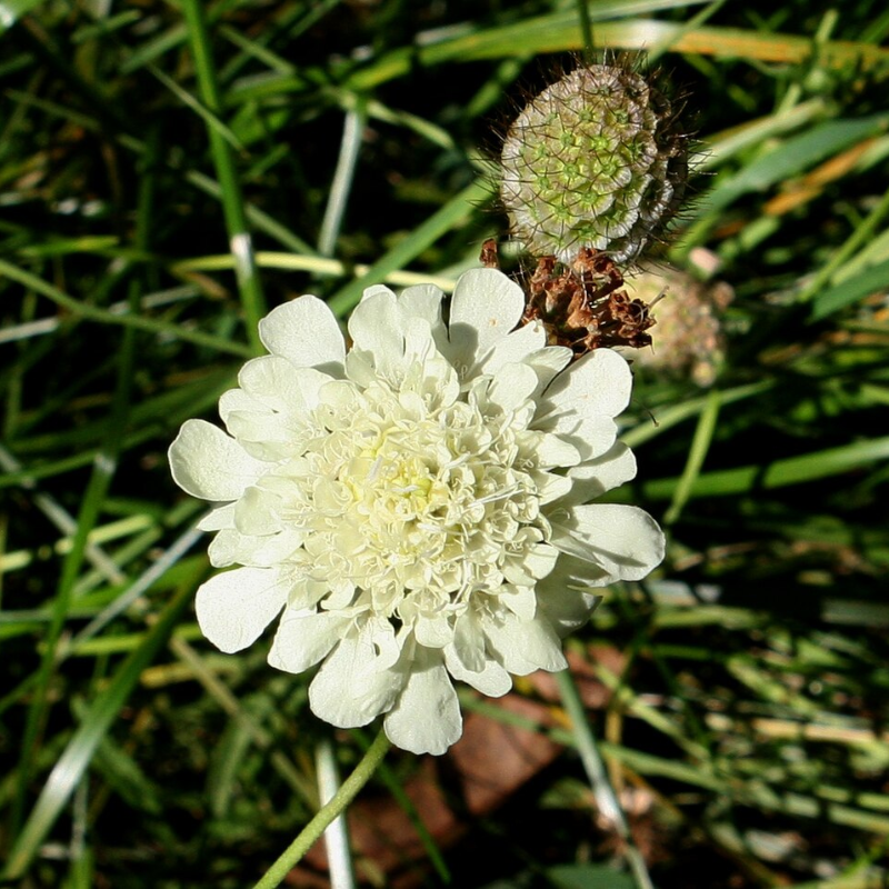 Cottage Garden Magic Begins with a Seed 🌷 | Plant Scabiosa Today