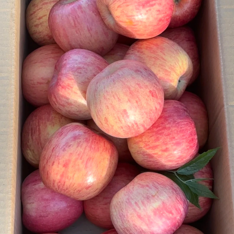 🍎Apple Seeds -Organic, nutritious and delicious