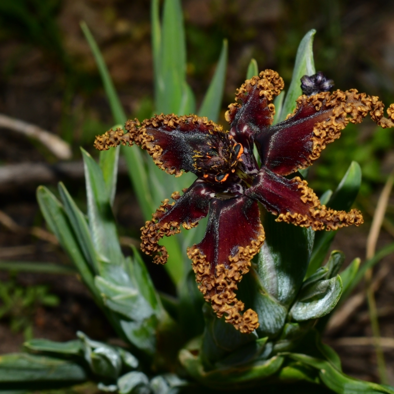 🌟 Ferraria Iris Seeds – A Touch of the Exotic, Right at Home 🪴💜