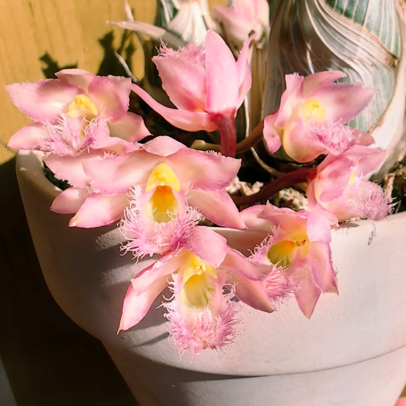 🌸 Fairy Orchid Seeds (Dendrobium Species) – Bring Grace & Tranquility into Your Home Garden 🌸