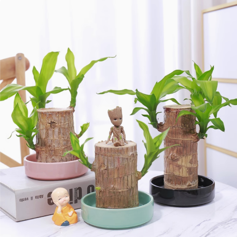 🎁Glückssymbol🪴Brasilianisches Holz🍀Die besten Grünpflanzen zum Wachsen