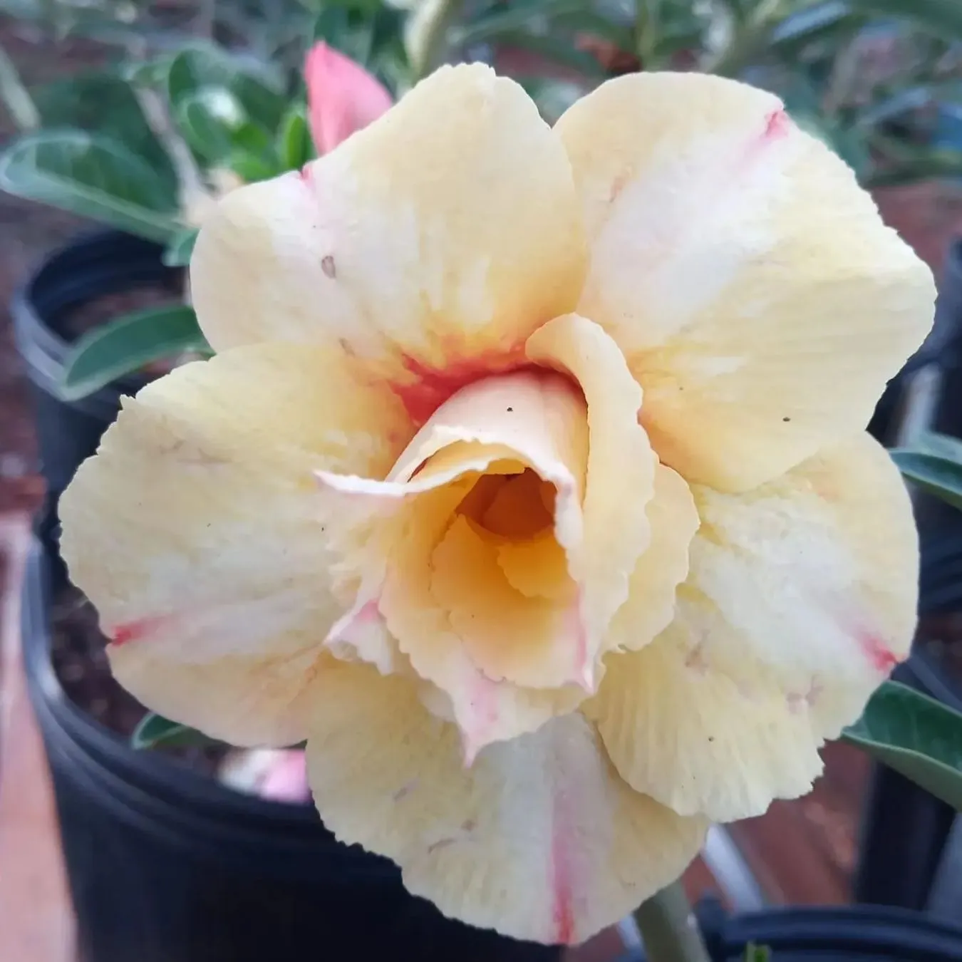 🌵🌹 Dive into Desert Beauty: Desert Rose Seeds for Your Tranquil Haven! 🏜️🌺