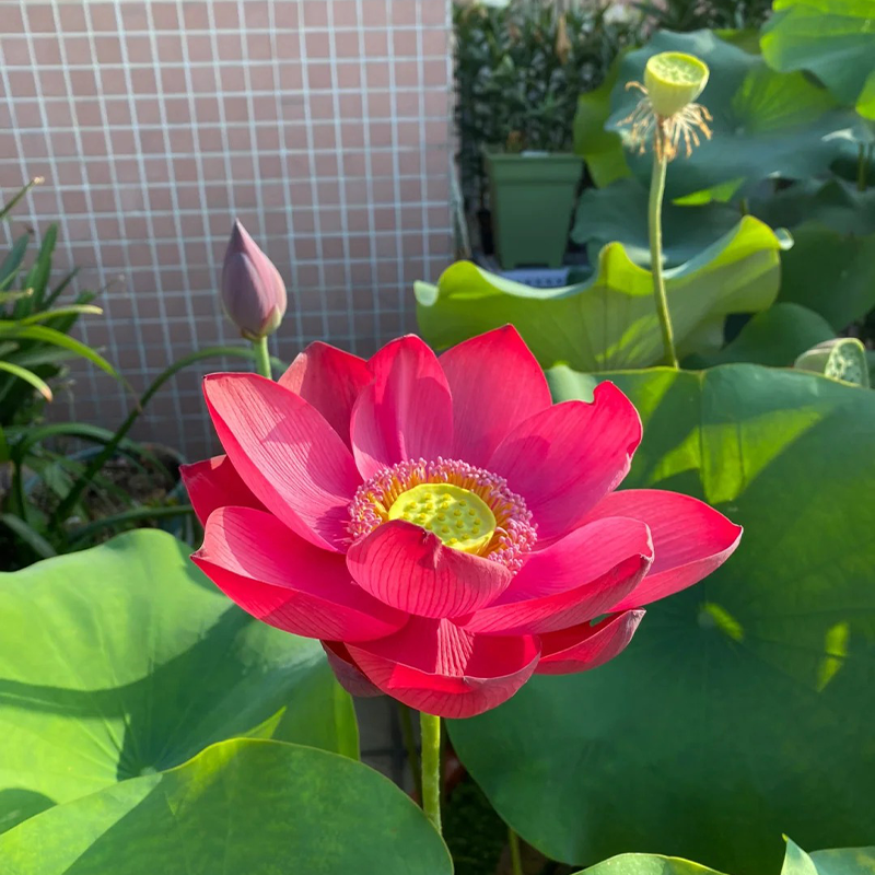 🌸【7 Tage Keimung】Last-Day-Sale – 50 % Rabatt💐Heilige Bonsai-Schale Lotus