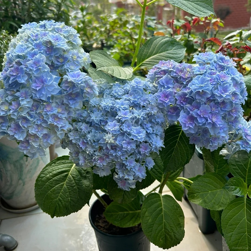 🌺Hydrangea seeds🌺