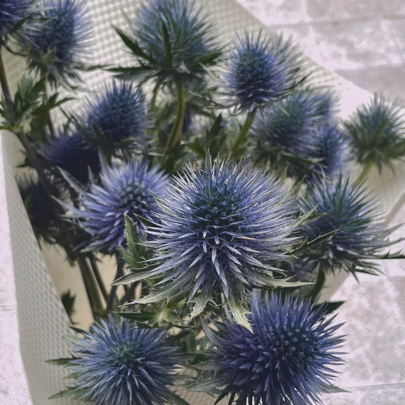 🌼 Kenya Eryngium Seeds – Unique Blooms for Easy, Elegant Gardens ✨