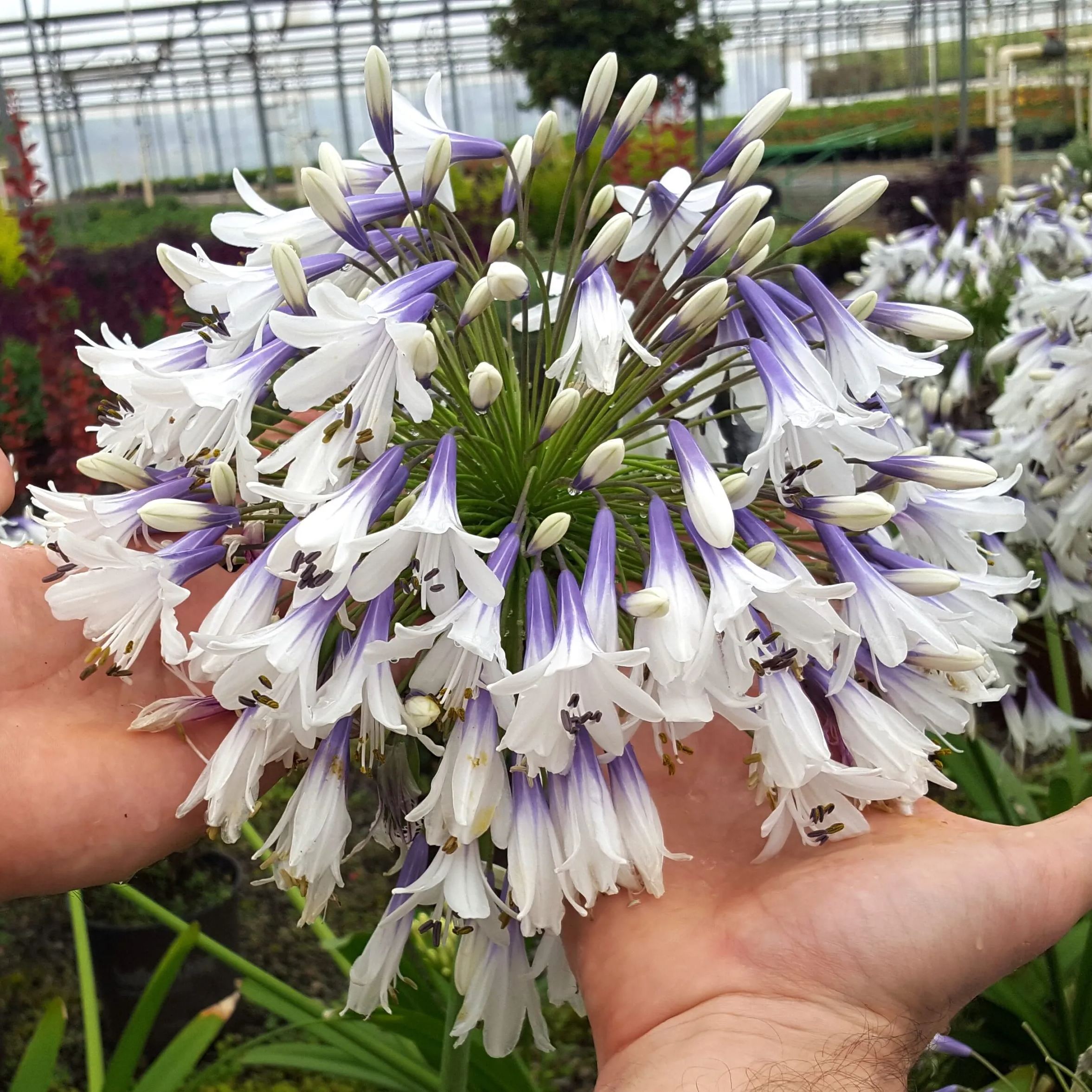 🎁New Year Sale🎁Agapanthus africanus 'Fireworks'