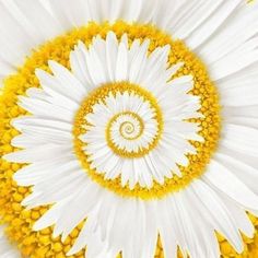 ✨🌼Schöne und farbenfrohe Spiralchrysantheme🦋